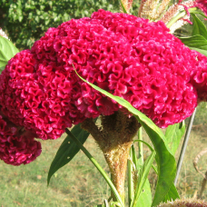 Çiçek Tohumu Horoz İbiği Çiçeği 50 Adet 