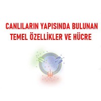 Canlıların Yapısında Bulunan Temel Bileşikler ve Hücreler