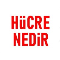 Hücre Nedir Hücrenin Yapısı Ve Görevleri