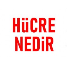 Hücre Nedir Hücrenin Yapısı Ve Görevleri