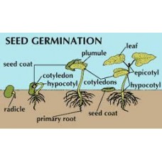 What are the factors affecting seed germination?