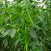 Biber Tohumu Yeşil Tatlı 100 Ad Solucan Gübresi Hediyeli 